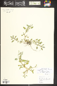 Oxybasis glauca image