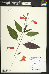 Ruellia brevifolia image