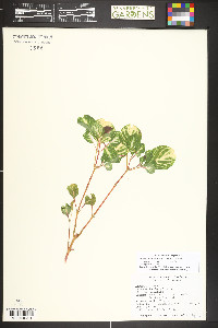 Iresine diffusa image