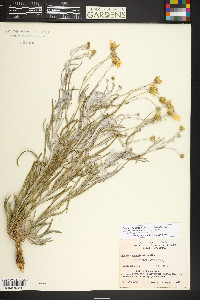 Senecio flaccidus image