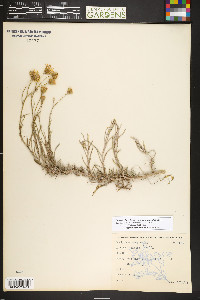 Senecio flaccidus var. flaccidus image