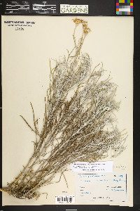 Senecio flaccidus image