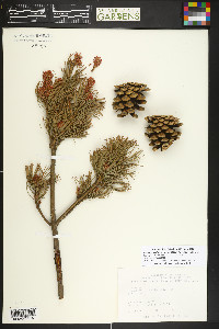 Pinus parviflora image