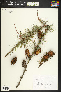 Larix occidentalis image