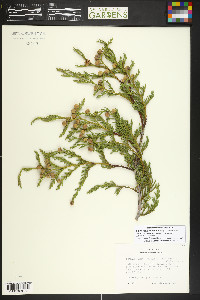 Xanthocyparis nootkatensis image