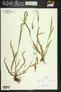 Luzula parviflora image