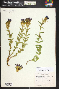 Gentiana parryi image