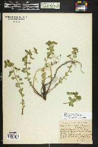 Euphorbia brachycera image