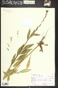 Oenothera villosa image