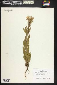 Oenothera villosa image