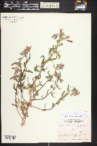 Oenothera pallida image