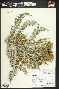 Cirsium ochrocentrum image