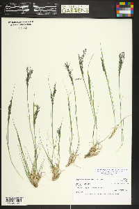 Blepharoneuron tricholepis image