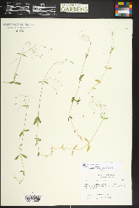 Stellaria irrigua image