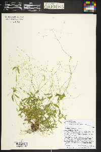 Stellaria irrigua image