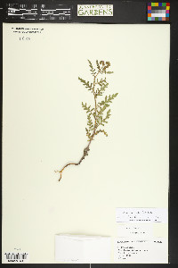 Phacelia alba image