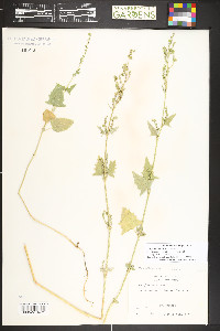 Atriplex heterosperma image