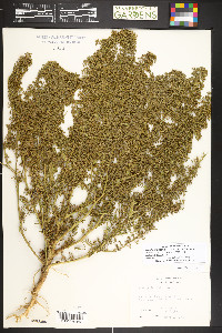 Dysphania botrys image