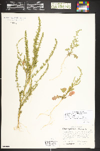 Dysphania botrys image