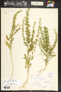 Dysphania botrys image