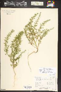 Dysphania botrys image