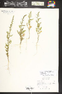 Dysphania botrys image