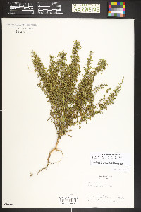 Dysphania botrys image