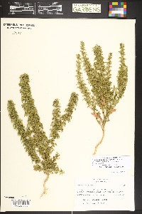 Dysphania botrys image