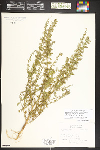 Dysphania botrys image