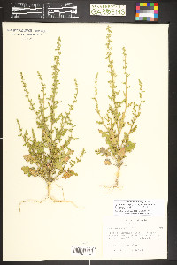 Dysphania botrys image