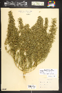 Dysphania botrys image