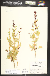 Blitum capitatum image