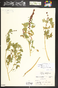 Blitum capitatum image