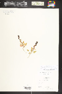 Blitum capitatum image
