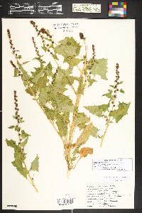 Blitum capitatum image