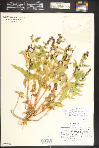 Blitum capitatum image