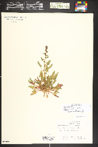 Blitum capitatum image