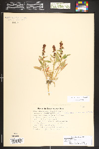 Blitum capitatum image