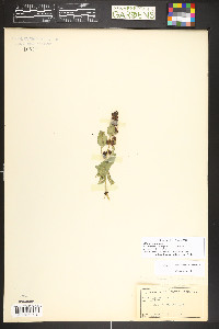 Blitum capitatum image