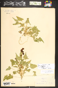 Blitum capitatum image