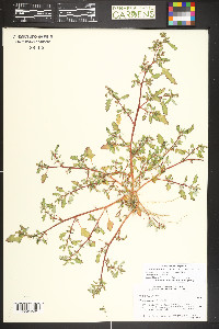Oxybasis glauca image