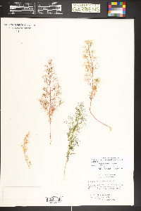 Dysphania graveolens image