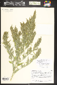 Chenopodium album var. missouriense image