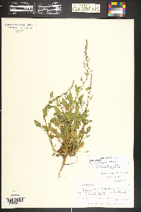 Chenopodium virgatum image
