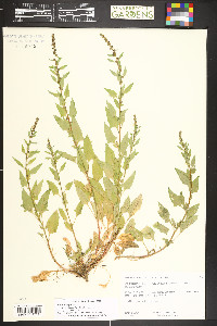 Chenopodium virgatum image