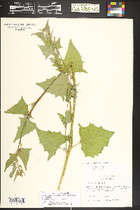 Chenopodiastrum simplex image
