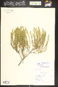 Neokochia americana image