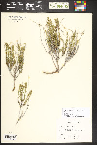 Neokochia americana image