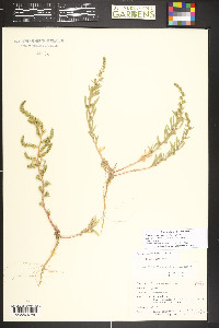 Bassia scoparia image