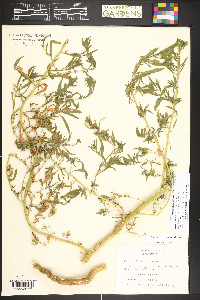 Bassia scoparia image